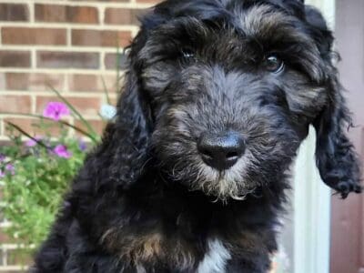 Copper – Male – Tri-Color Phantom Aussiedoodle