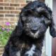 Copper – Male – Tri-Color Phantom Aussiedoodle