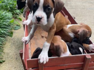 Boxer puppies