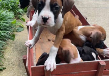 Boxer puppies