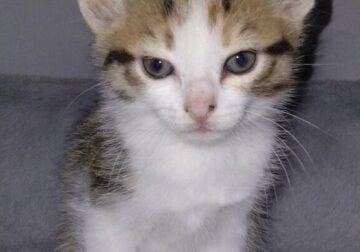 Free Kittens