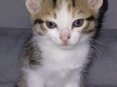 Free Kittens