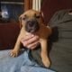 Micro Bully XL pups