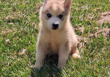 Siberian husky puppies