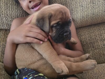 Collective Beauties Bordeaux “E” litter