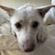 Bunny Needs a New Home