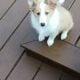 Shetland sheepdog puppies AKC registered for sale