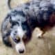 Australian shepherd mix