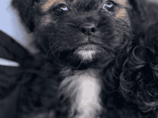 Shih Tzu Puppies for sale
