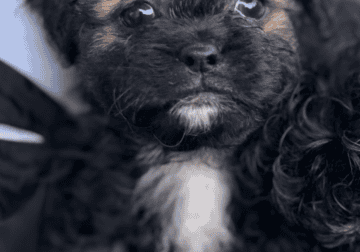 Shih Tzu Puppies for sale