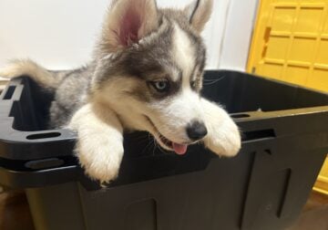 Wooly and plush Siberian Husky Puppies