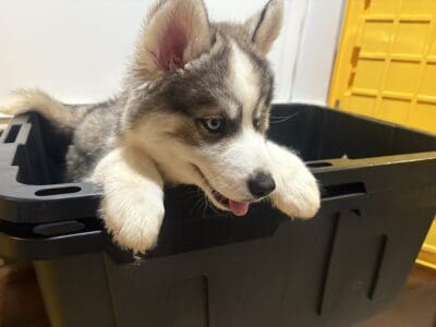 Wooly and plush Siberian Husky Puppies