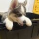 Wooly and plush Siberian Husky Puppies