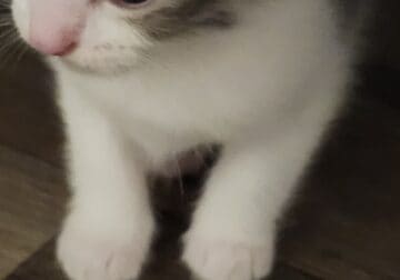 Purrrdy Munchkin Kittens
