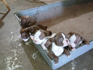 Boston Terrier Puppies