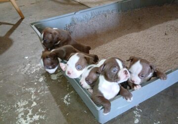 Boston Terrier Puppies