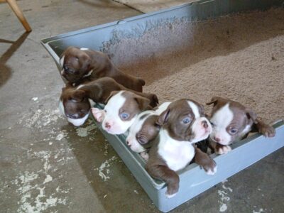 Boston Terrier Puppies
