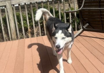 Male husky awesome companion