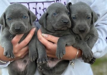Weimaraner puppies