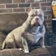 American Bully Pockets