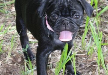 Gracie