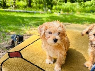 Yorkie Girl 11 weeks old