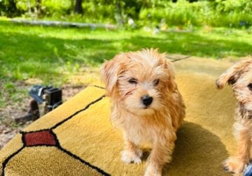 Yorkie Girl 11 weeks old
