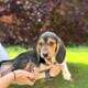 Beagle Puppies