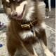 Chocolate Pomsky Prince looking for princess