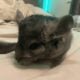 Chinchillas