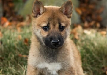 AKC Shiba Inu female puppy in Indiana ( Jacquline)