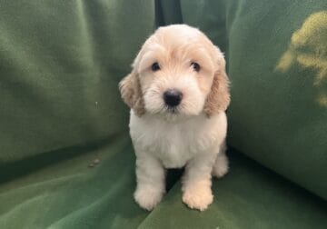 8 weeks old Labradoodle ready to go now