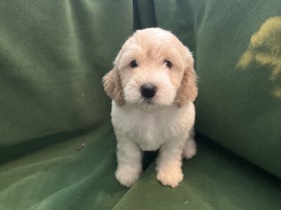 8 weeks old Labradoodle ready to go now