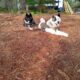 American Akita Puppies