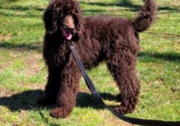 9 Month Old Standard Poodle Puppy