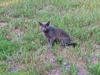 Sterling in Pensacola, Florida