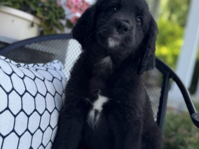Golden Mountain Doodle Puppies