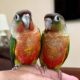 2 Green Cheek Conure birds for sale!