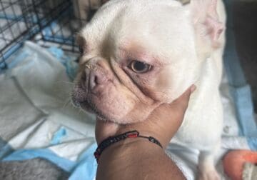 frenchies