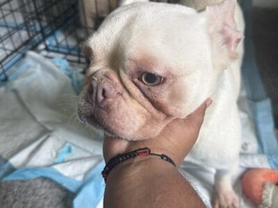 frenchie
