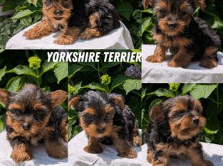 ACA YORKSHIRE TERRIER PUPS