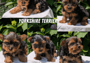 ACA YORKSHIRE TERRIER PUPS
