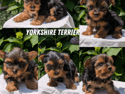 ACA YORKSHIRE TERRIER PUPS