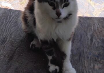 Beautiful black and white male
