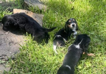 Dachshund