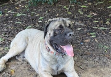 AKC Registered English Mastiff