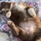 Australian Shepherd Puppies