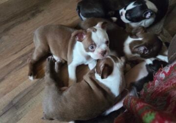 Boston Terriers