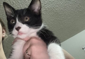 2 tuxedo kittens for sale