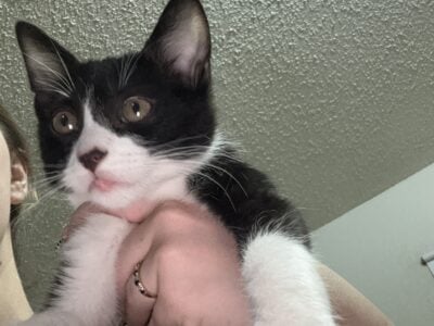 2 tuxedo kittens for sale
